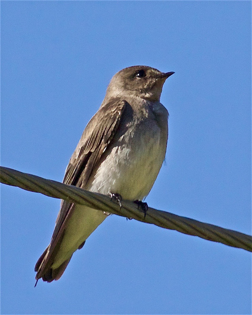 Northern Rough-winged Swallow - Jack & Holly Bartholmai