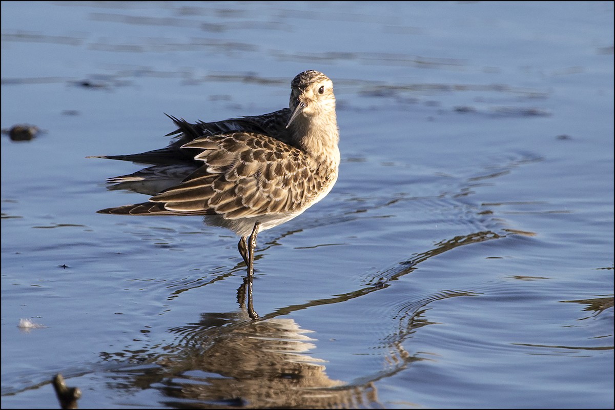 Baird's Sandpiper - ML114425391