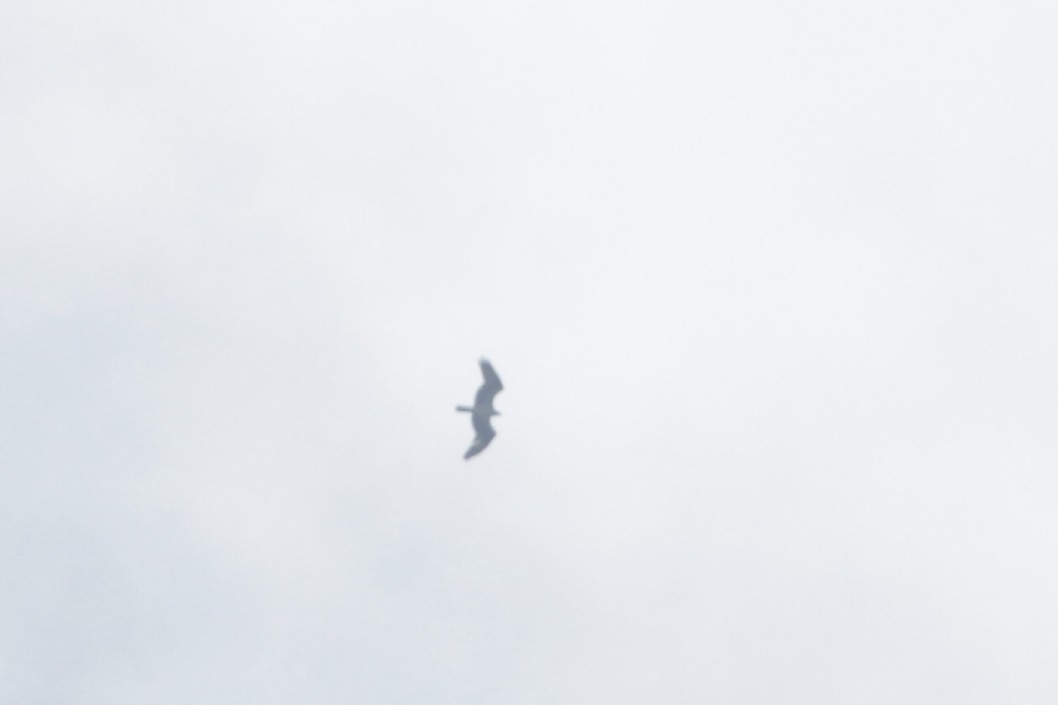 Osprey (American) - ML114426621