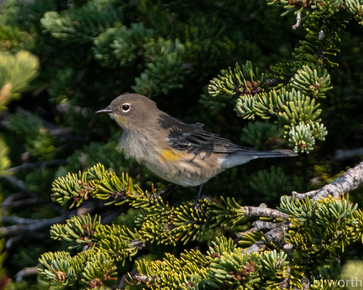 Yellow-rumped Warbler (Audubon's) - ML114426781