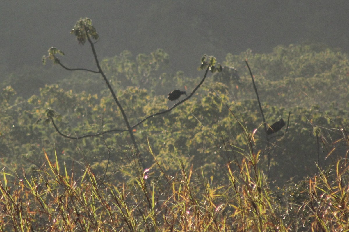 Green Ibis - ML114427891