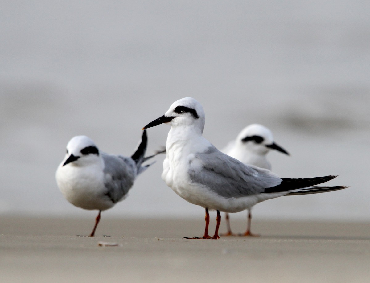 Snowy-crowned Tern - Pedro Ayres