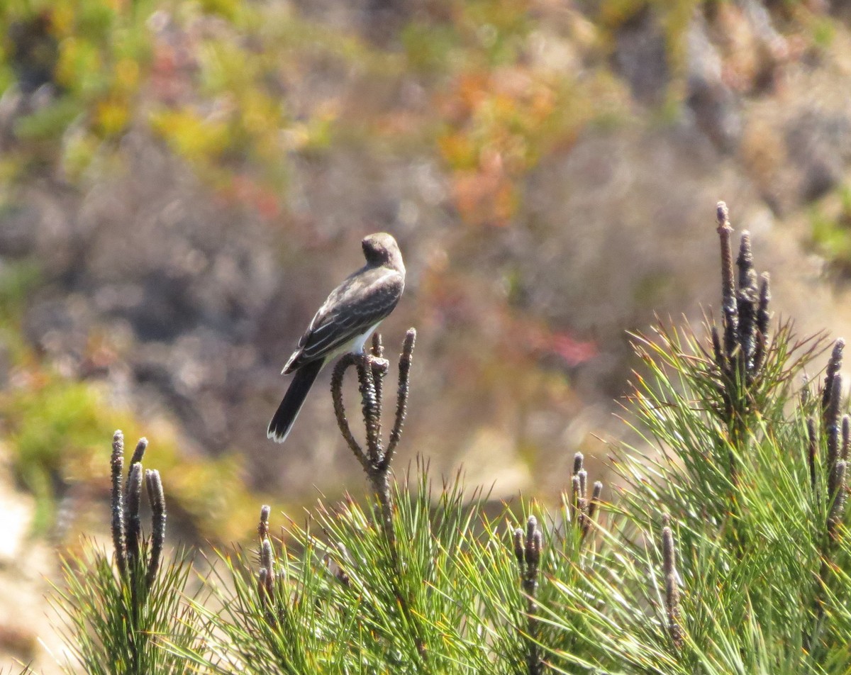 Eastern Kingbird - ML114428191