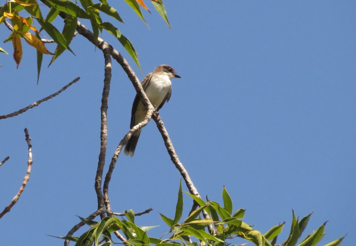 Eastern Kingbird - ML114428221