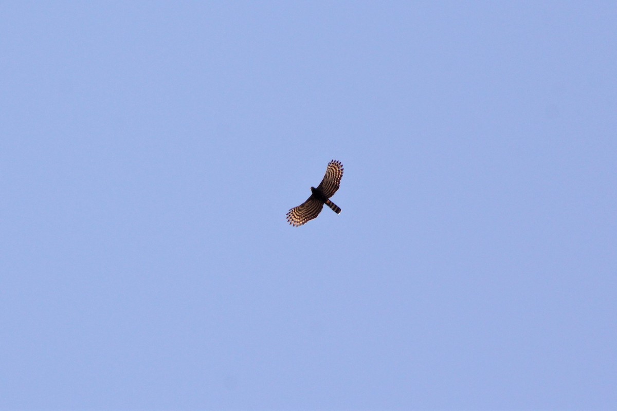 Black Hawk-Eagle - Rafaela Wolf de Carvalho