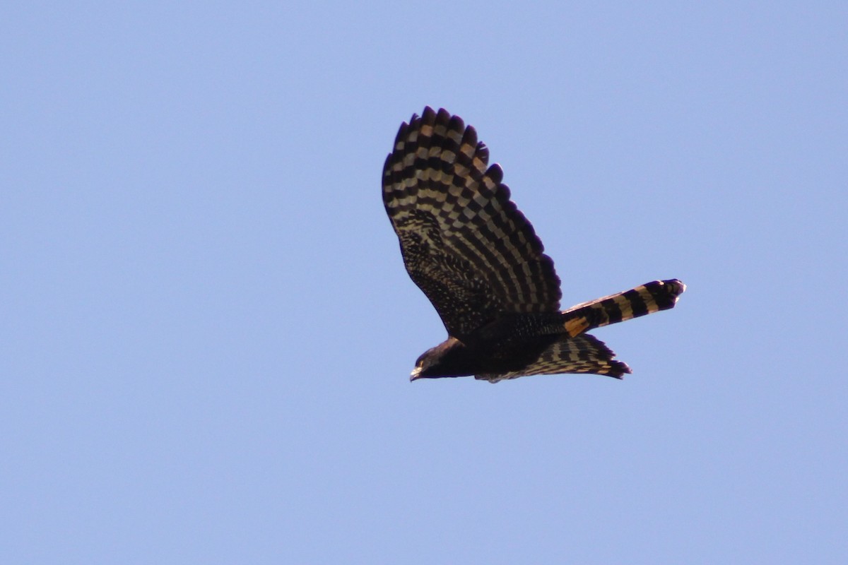 Águila Negra - ML114429011