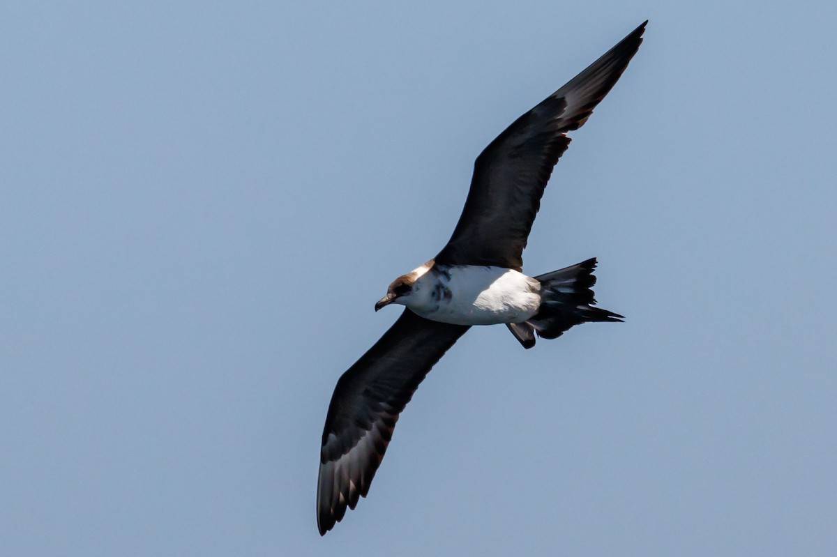 Parasitic Jaeger - ML114430301