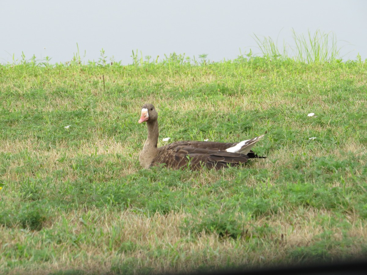 Greater White-fronted Goose - ML114432511