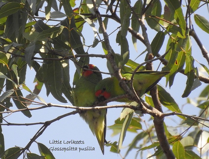 Little Lorikeet - Marie Tarrant