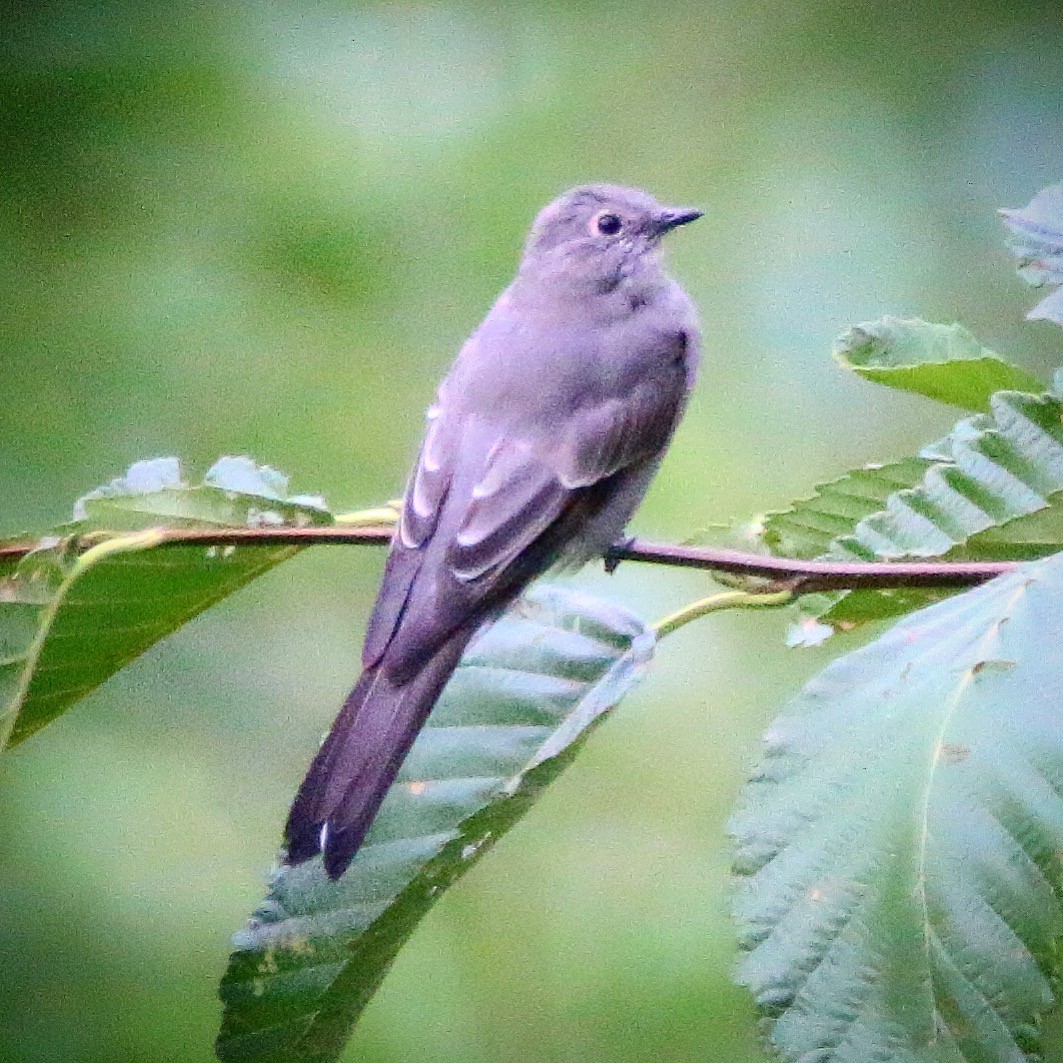 Townsend's Solitaire - ML114433791
