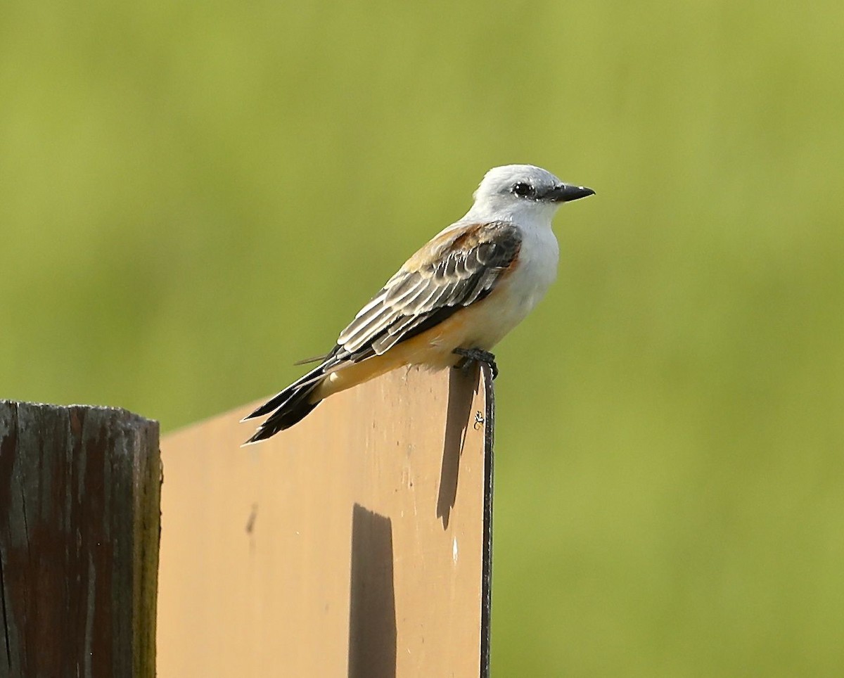 Scissor-tailed Flycatcher - ML114434611