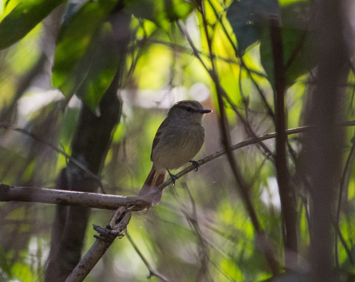 Fuscous Flycatcher - ML114436321