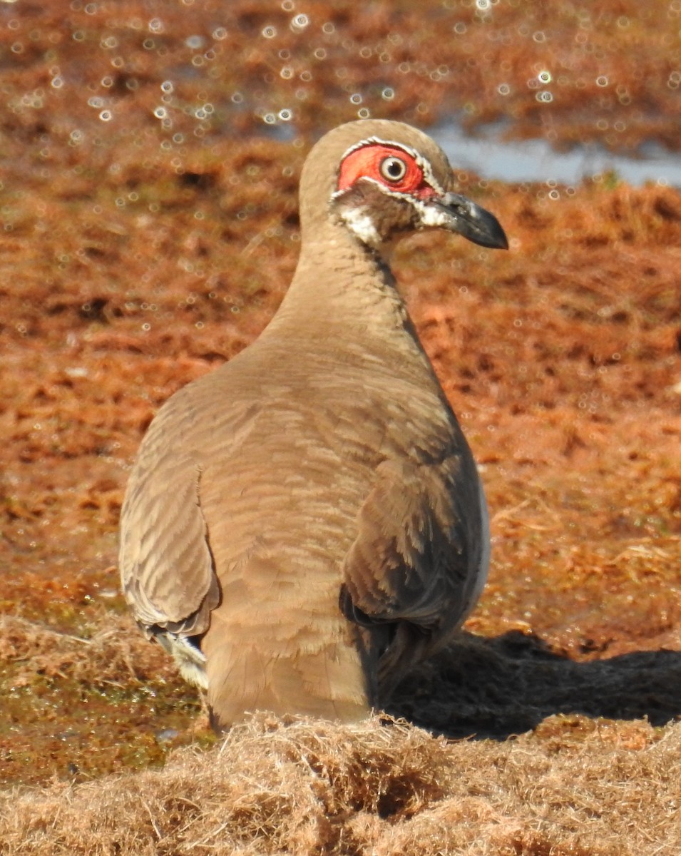 Partridge Pigeon - ML114437471