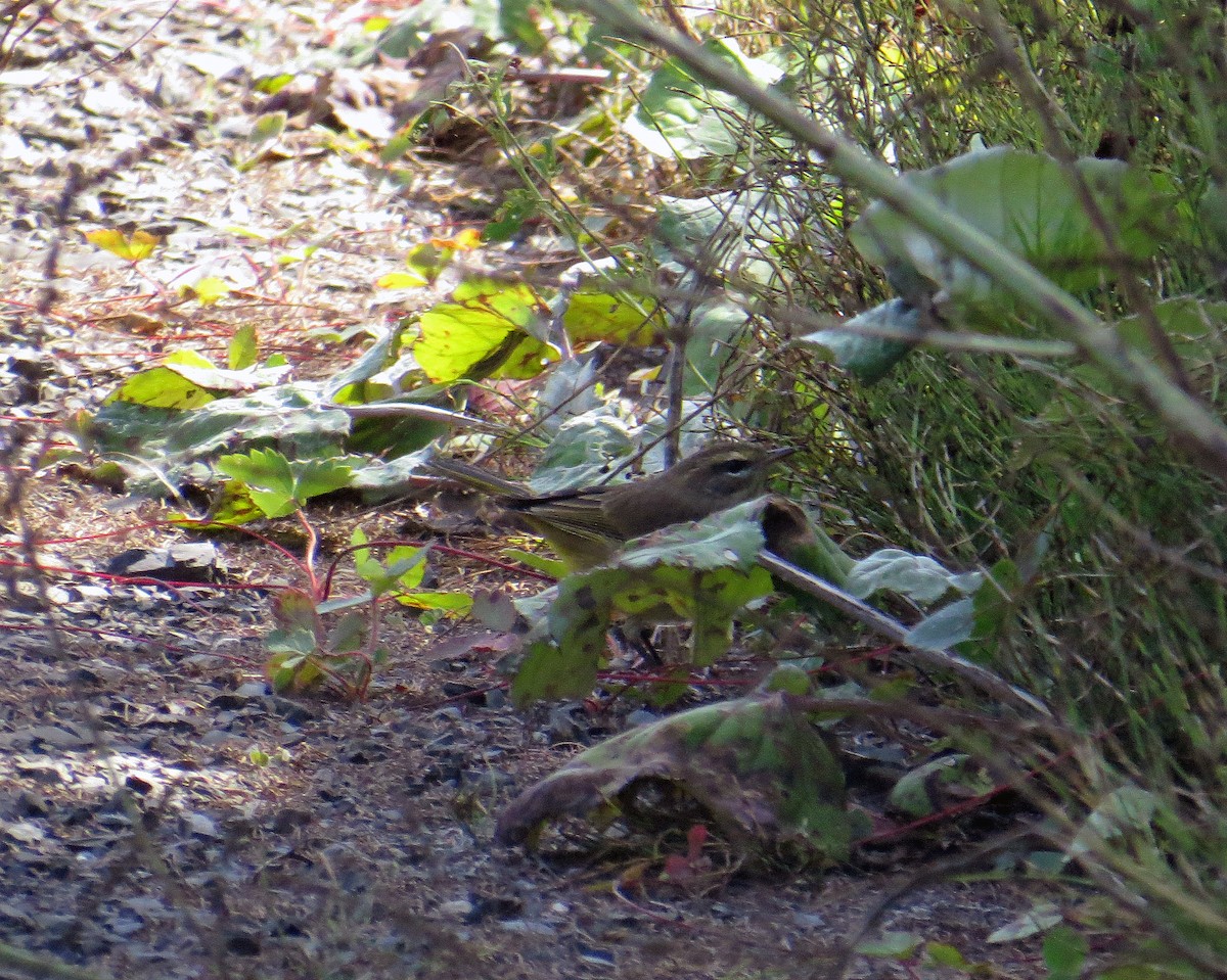 Palm Warbler - ML114437541