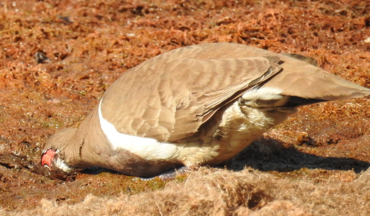 Partridge Pigeon - ML114437591