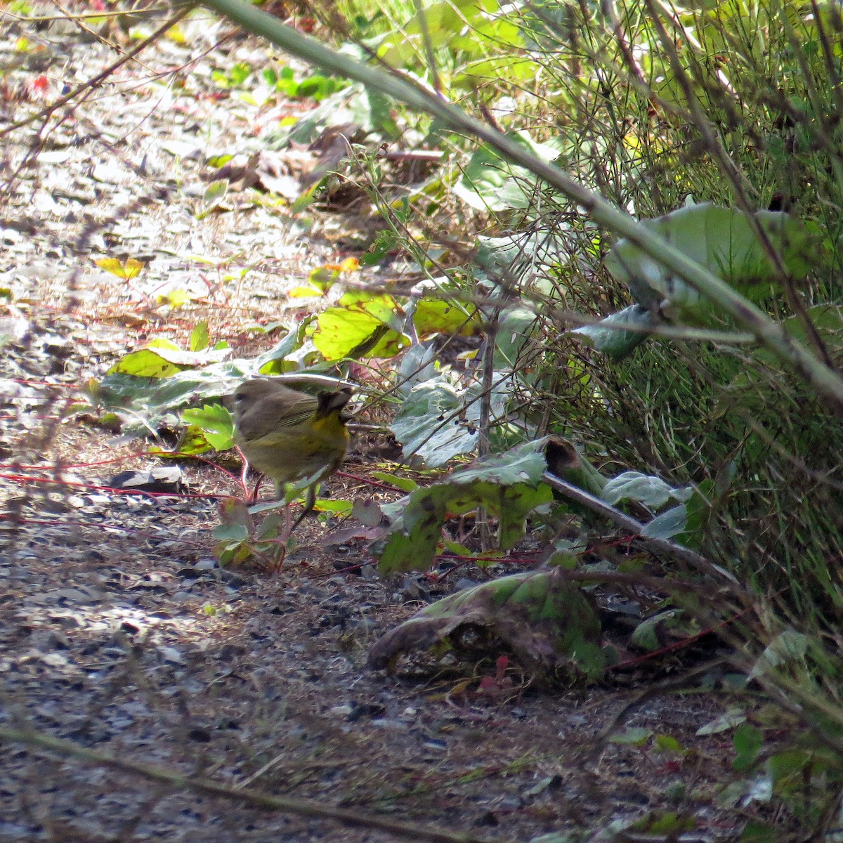 Palm Warbler - ML114437651