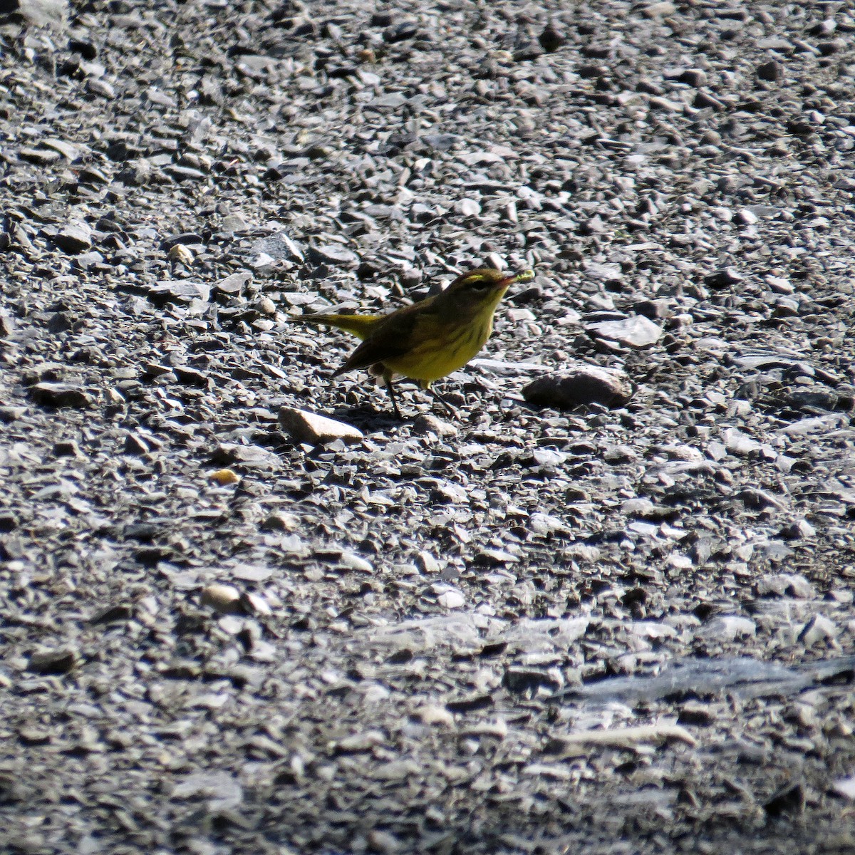 Palm Warbler - ML114437661