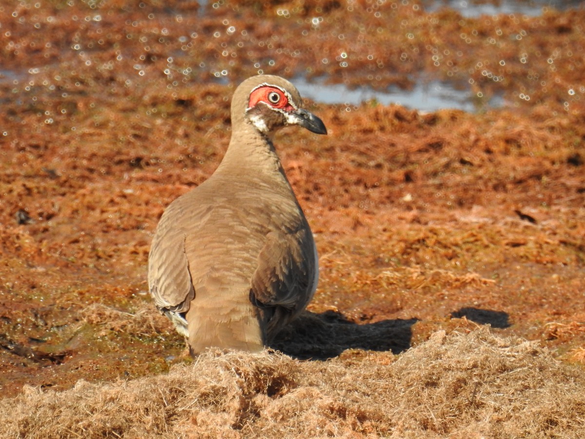 Partridge Pigeon - ML114437841