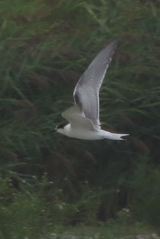 Common Tern - ML114438101