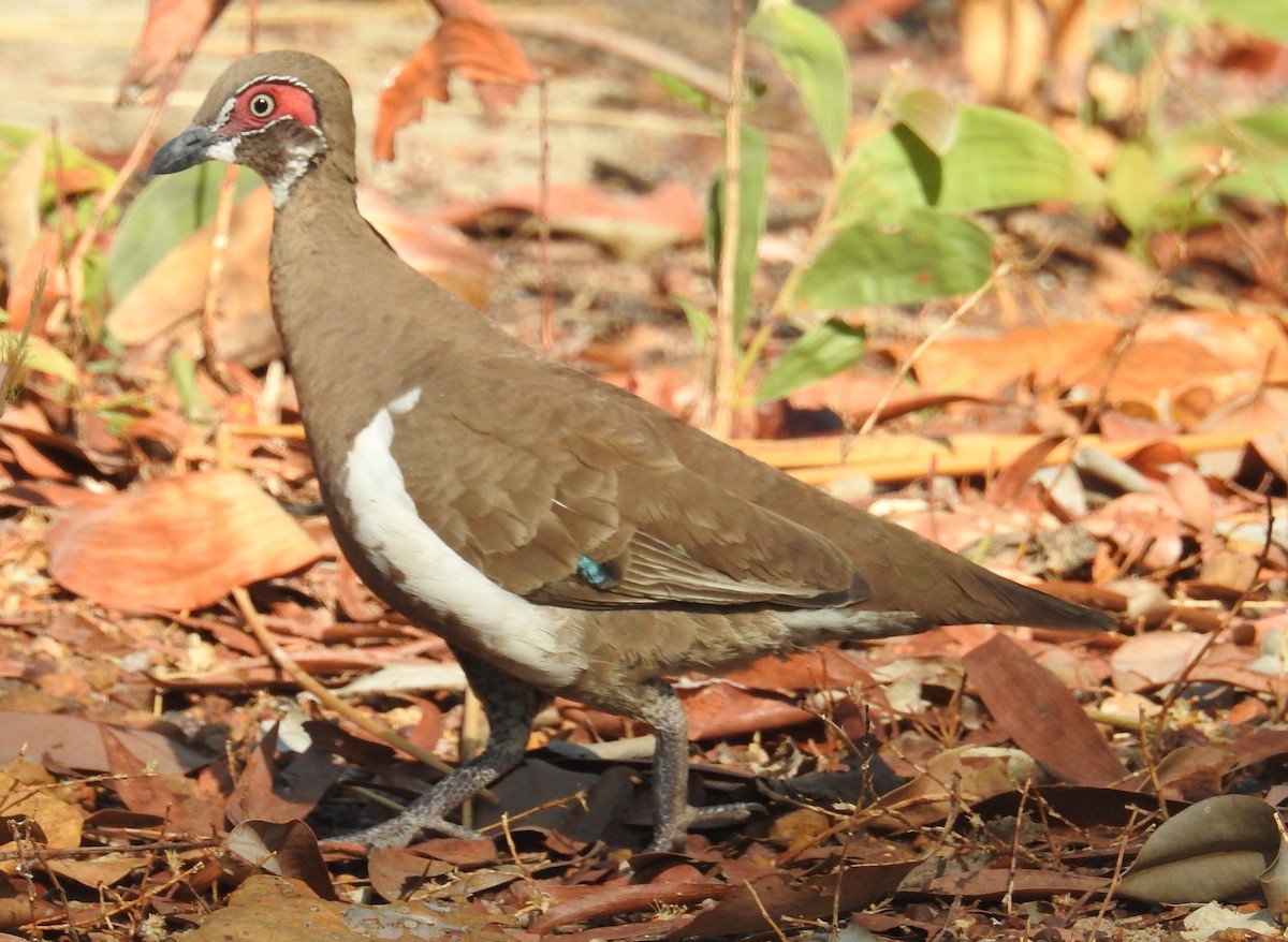 Partridge Pigeon - ML114438621