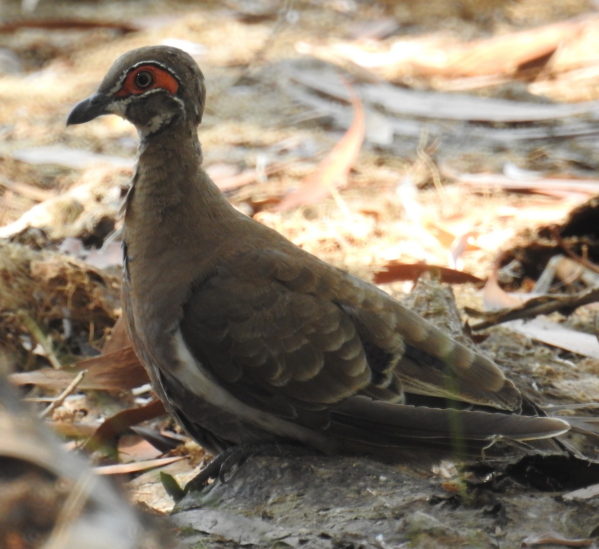 Partridge Pigeon - ML114438841