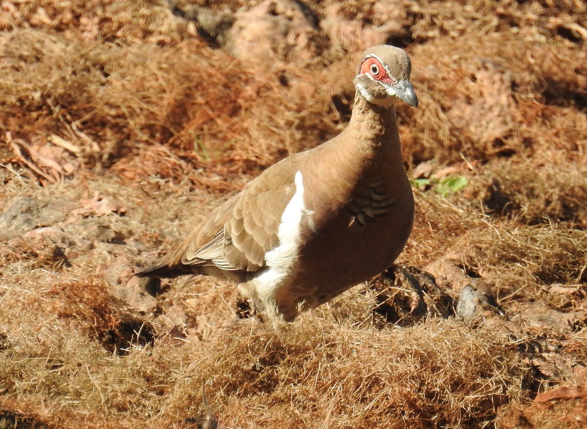 Partridge Pigeon - Colin Trainor