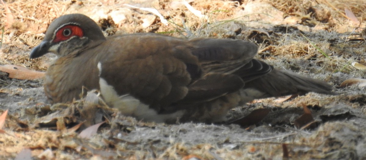 Partridge Pigeon - Colin Trainor