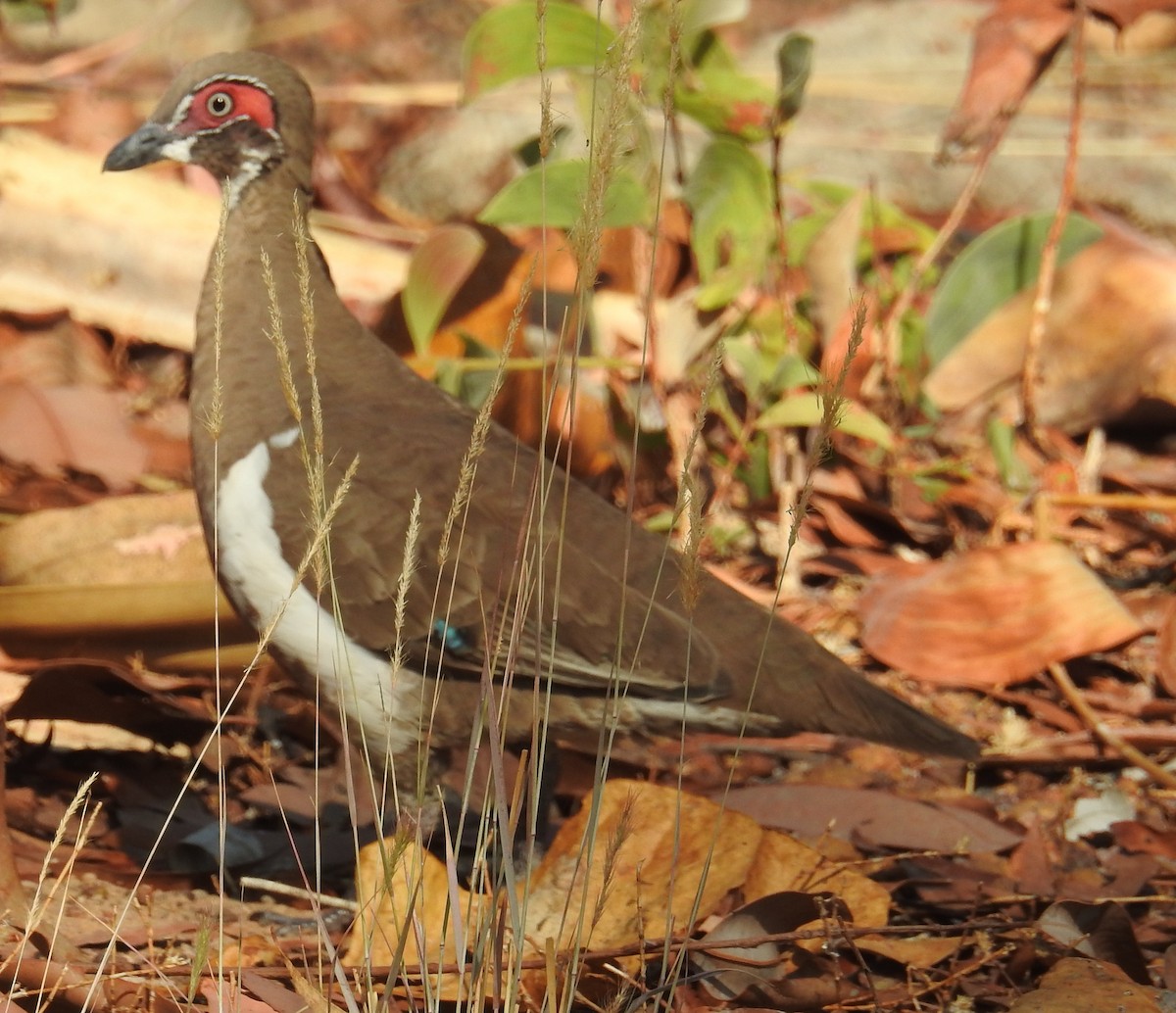 Partridge Pigeon - ML114440151