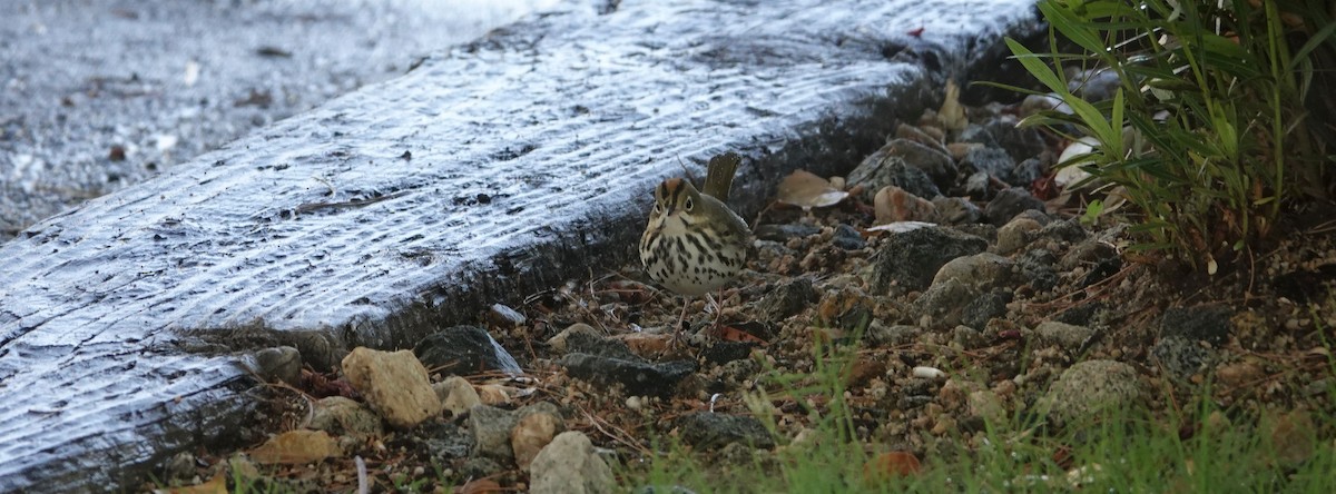 Ovenbird - Brad Rumble