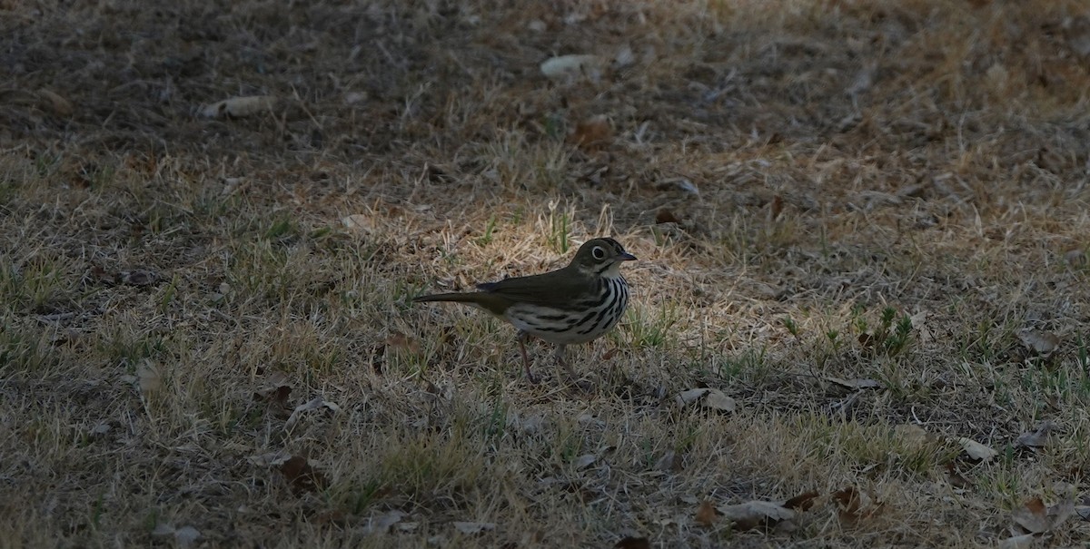 Ovenbird - ML114441101