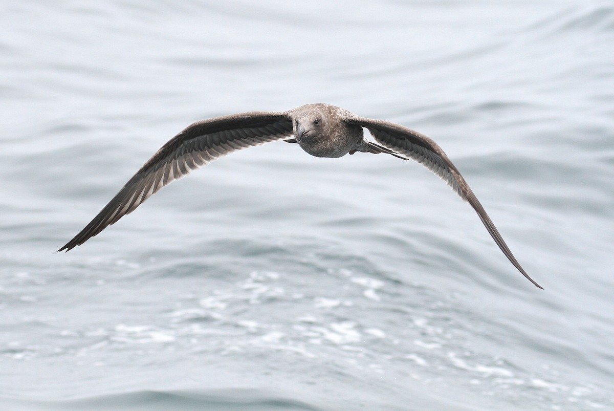 Western Gull - Alex Lamoreaux