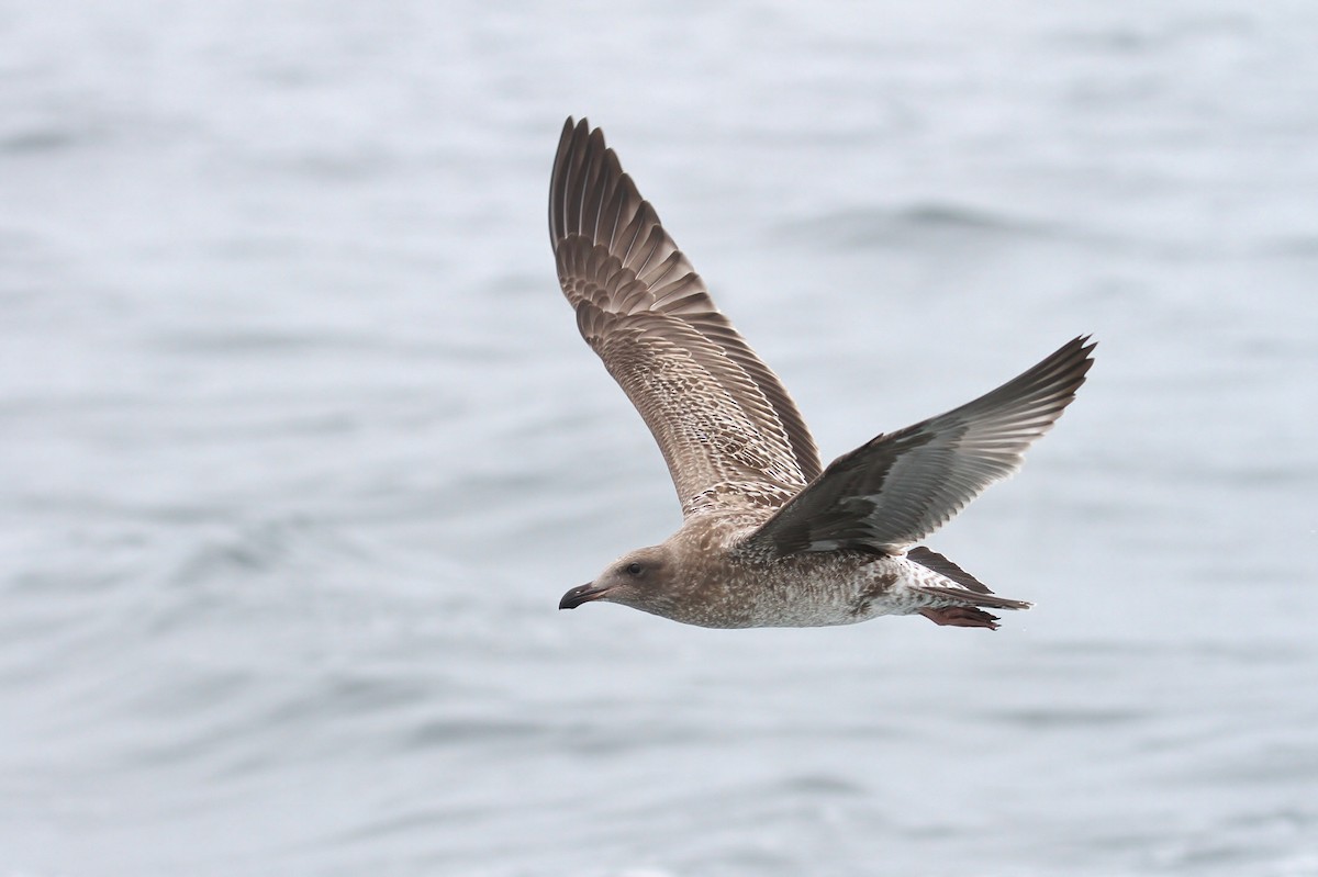 Western Gull - Alex Lamoreaux