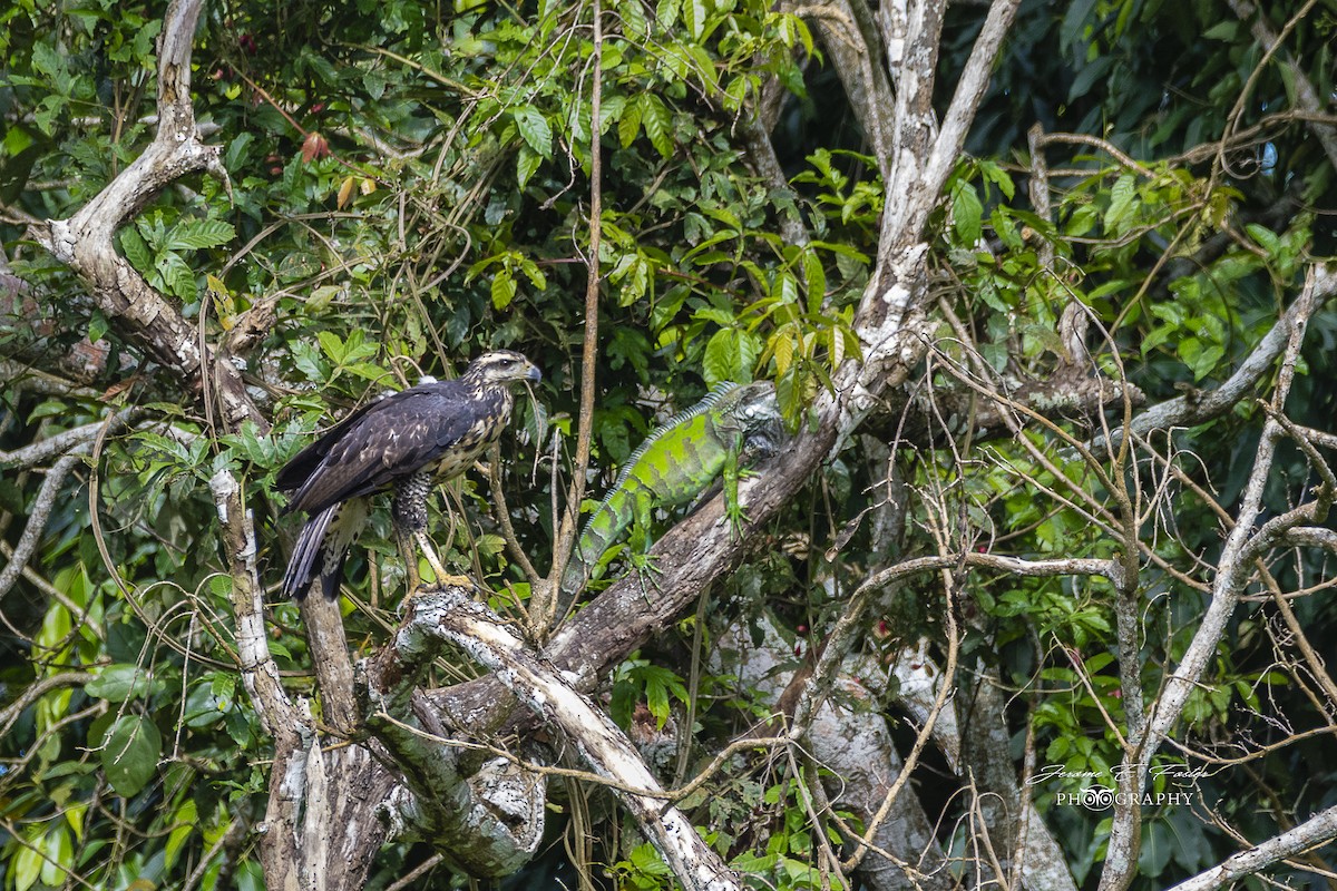 Common Black Hawk - ML114442481