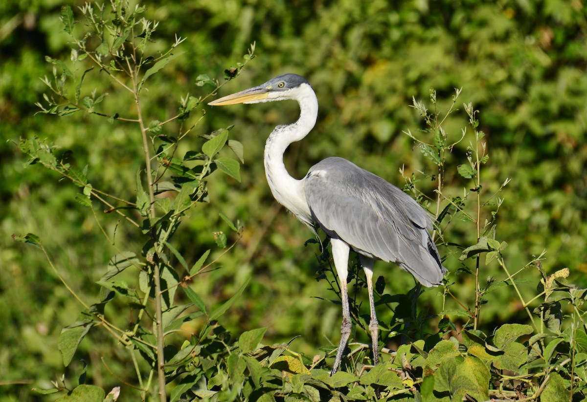 Cocoi Heron - John & Linda Prentice/Gindler