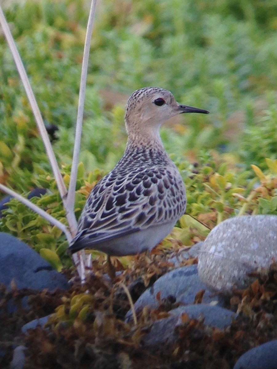 Buff-breasted Sandpiper - ML114444151