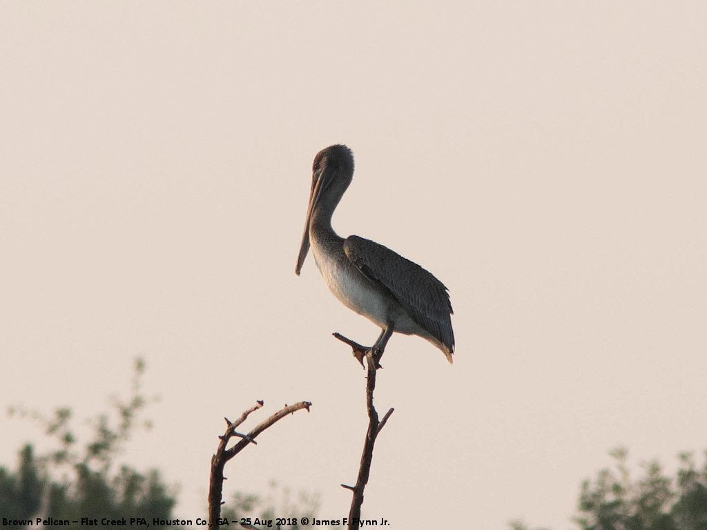 Brown Pelican - ML114444231