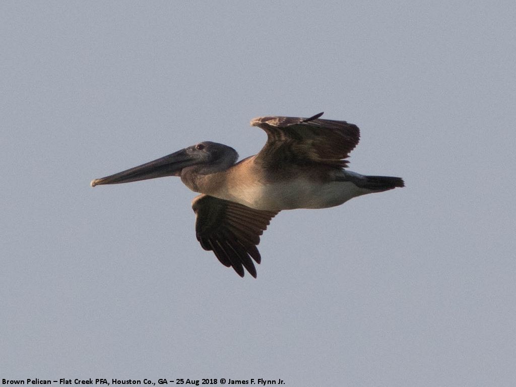 Brown Pelican - ML114444241