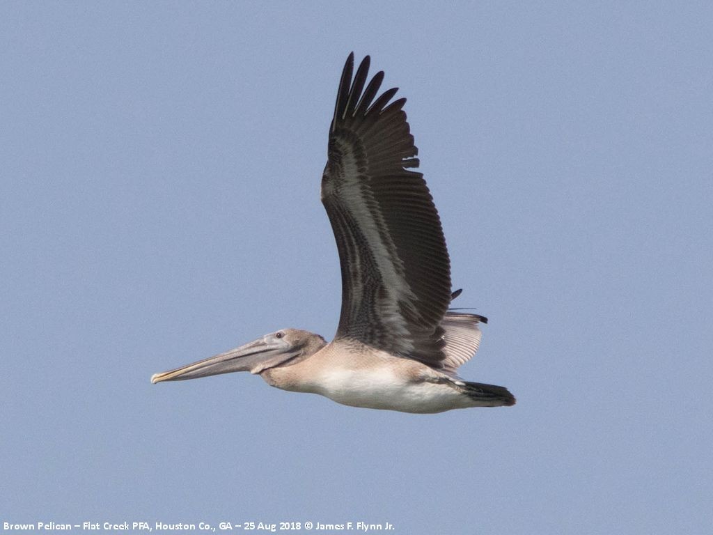 Brown Pelican - ML114444261