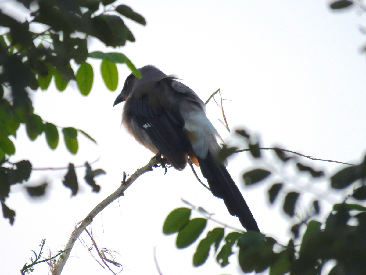 Gray Treepie - Paul Hyde