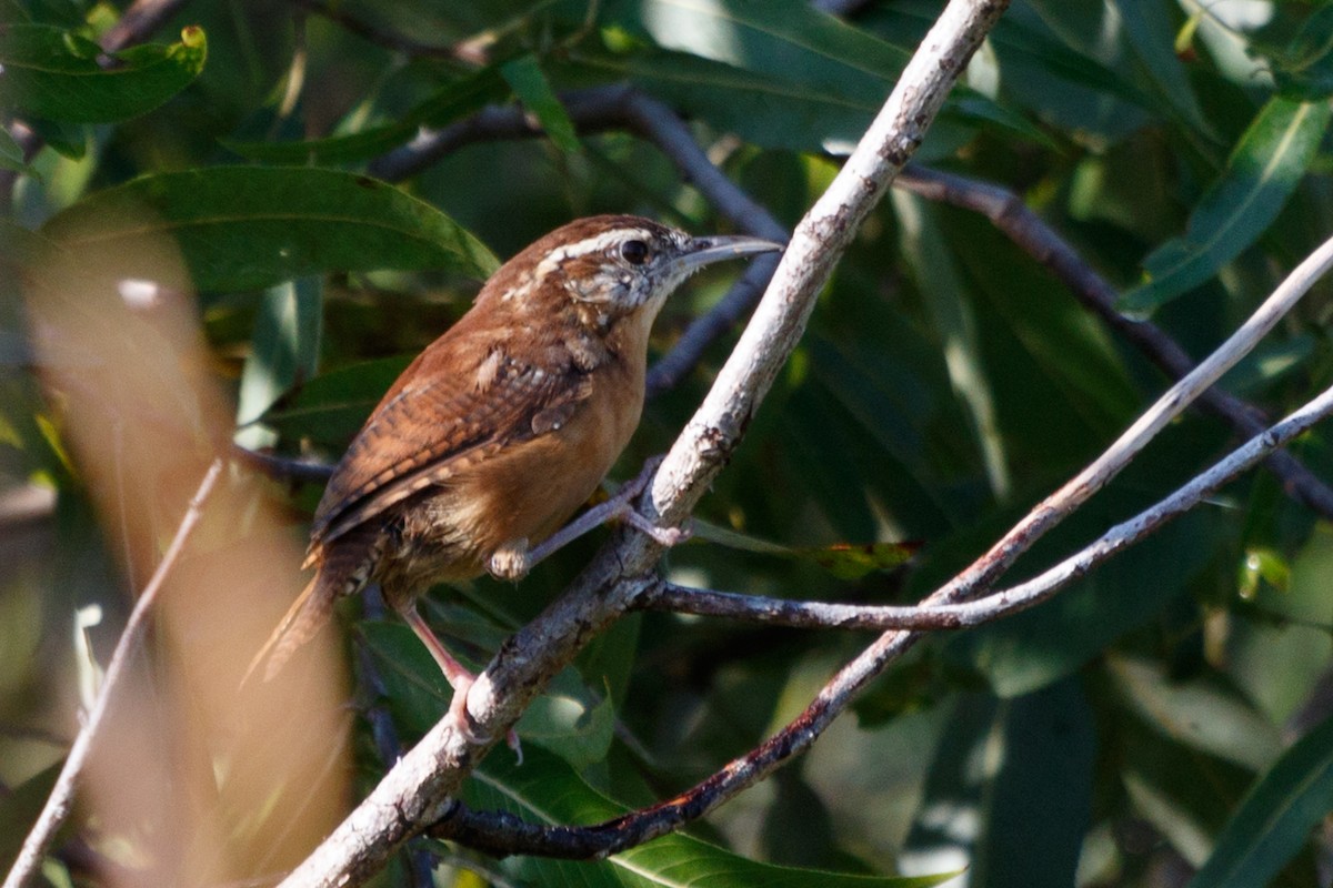 Carolina Wren - ML114445851