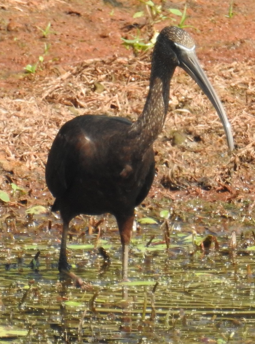 Glossy Ibis - ML114446181