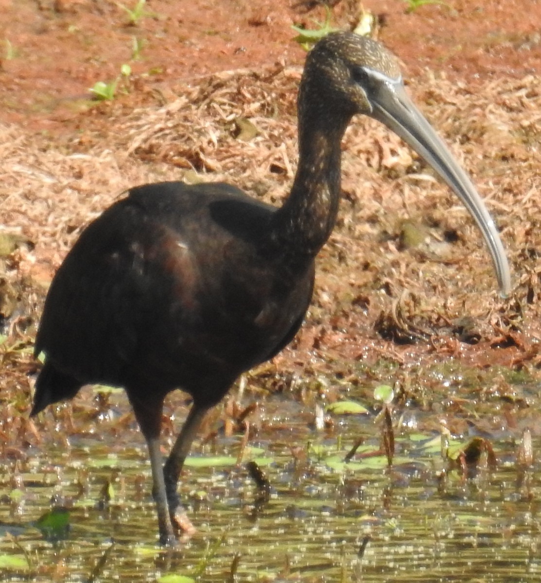 Glossy Ibis - Colin Trainor