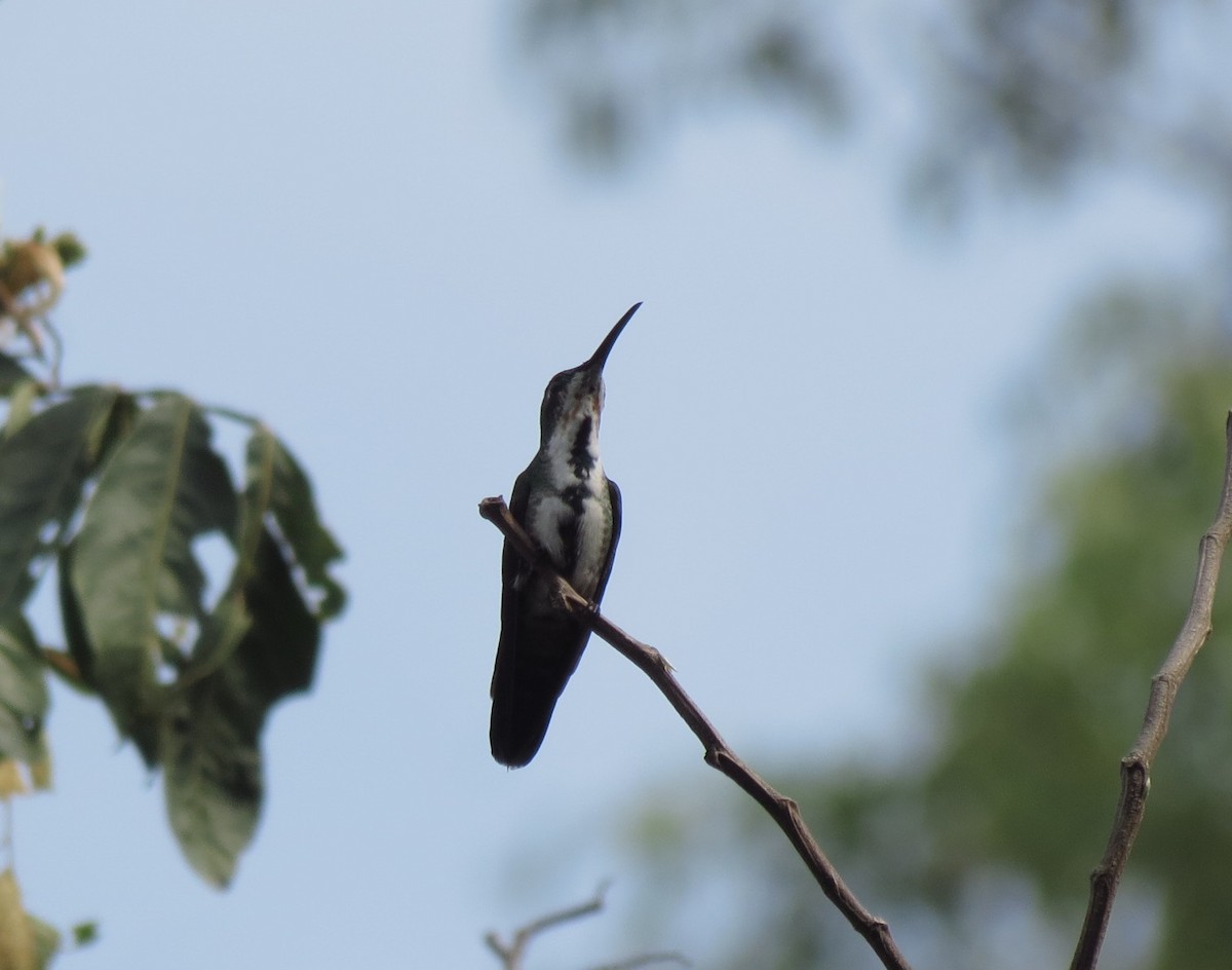 kolibřík lesklý - ML114446571