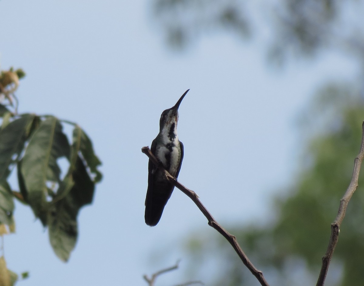 Green-breasted Mango - ML114446571