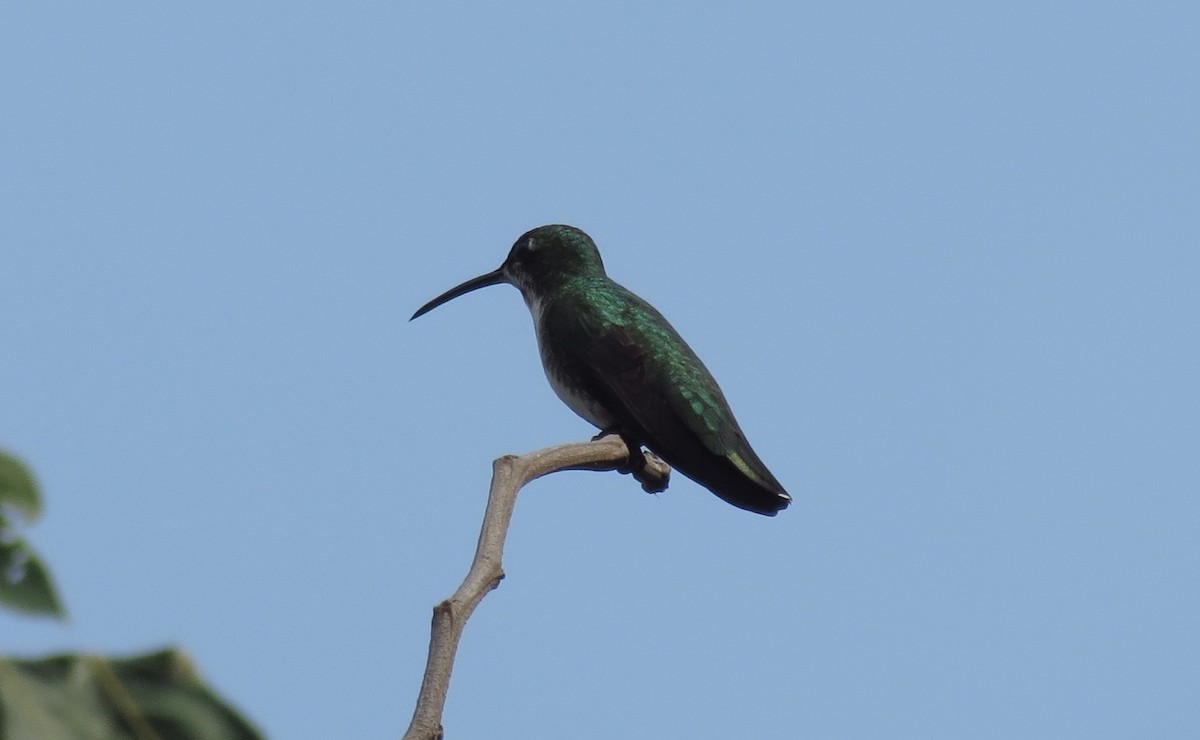 Green-breasted Mango - ML114446611