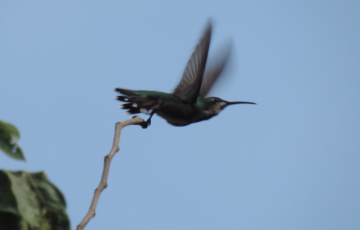 Green-breasted Mango - ML114446671