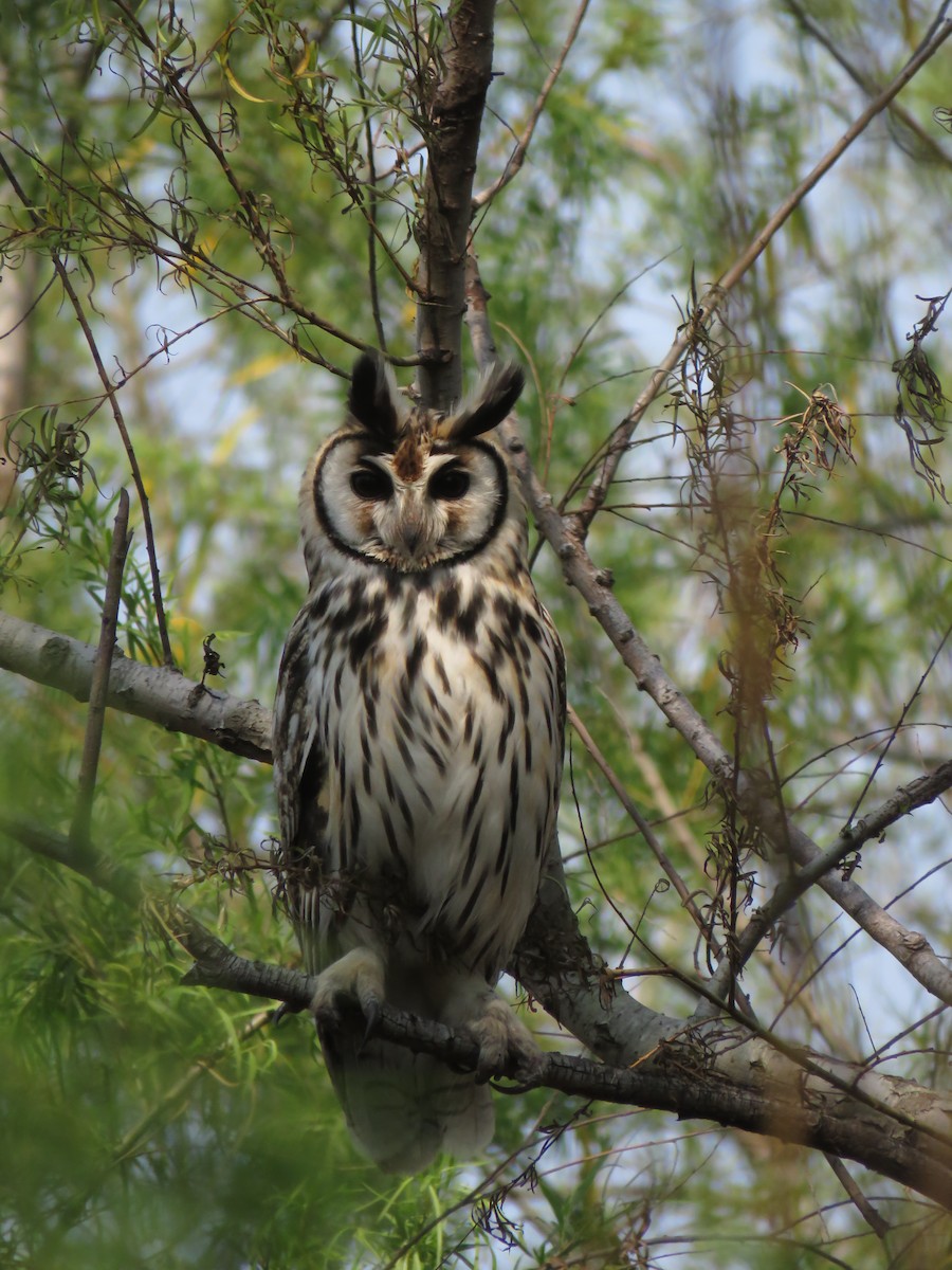 Striped Owl - ML114447231