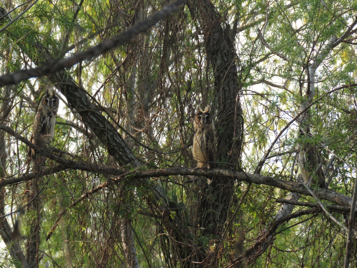 Striped Owl - ML114447631