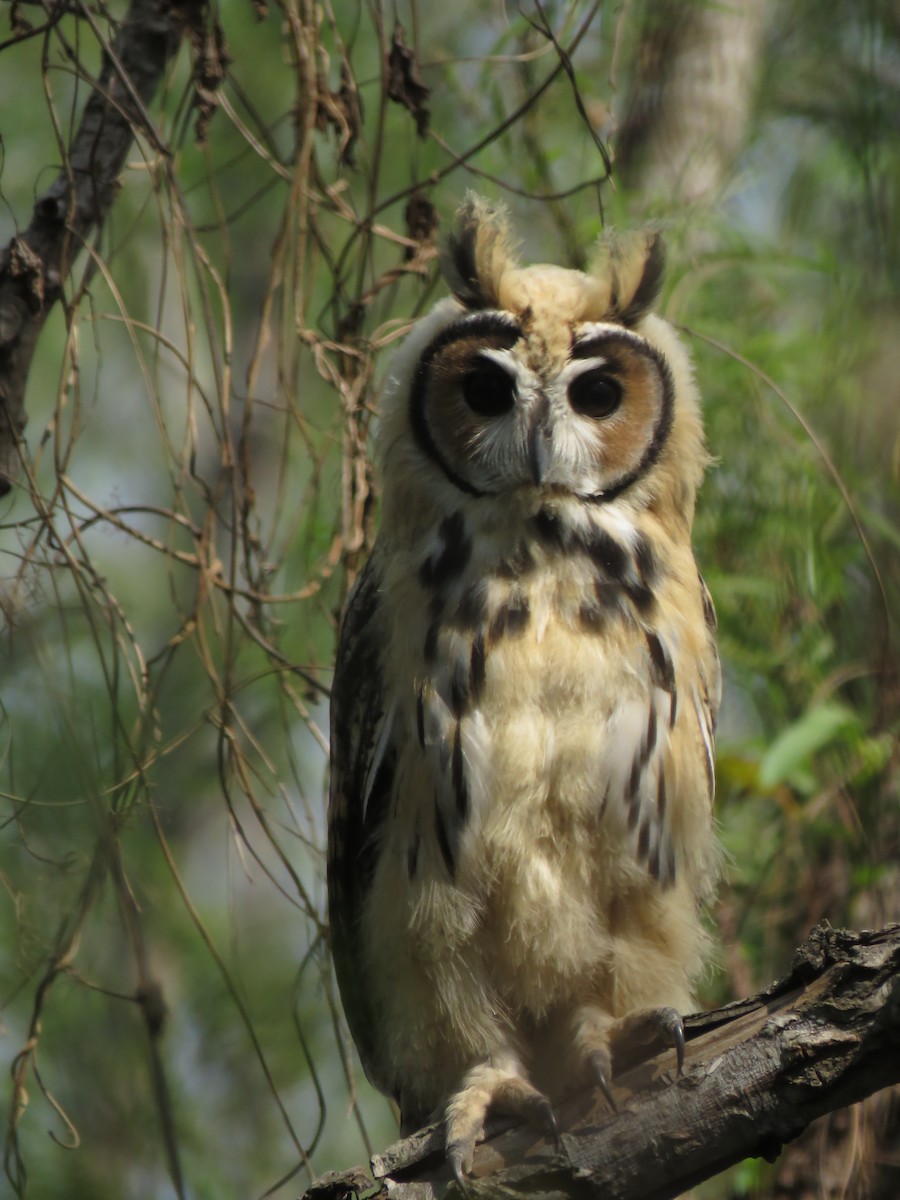 Striped Owl - ML114447871