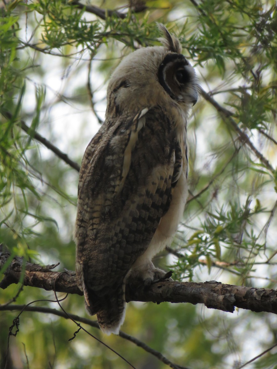 Striped Owl - ML114447971